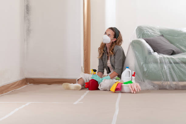 Reliable Mold Remediation contractor in Thornton, CO by WQB Mold Removal